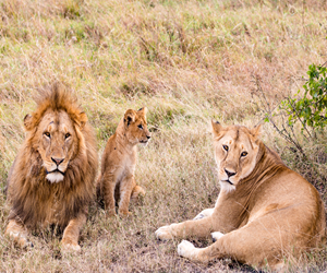 20240303111519-lion-family.jpg.jpg