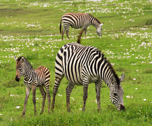 20240303111552-about-zebra.jpg.jpg